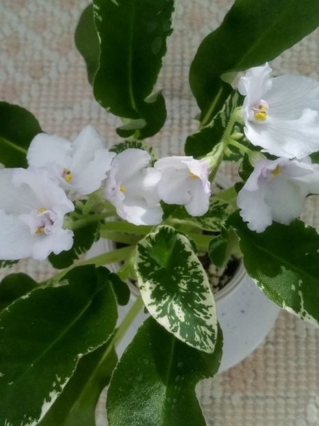 14 iul - Senk s Snowy Egret