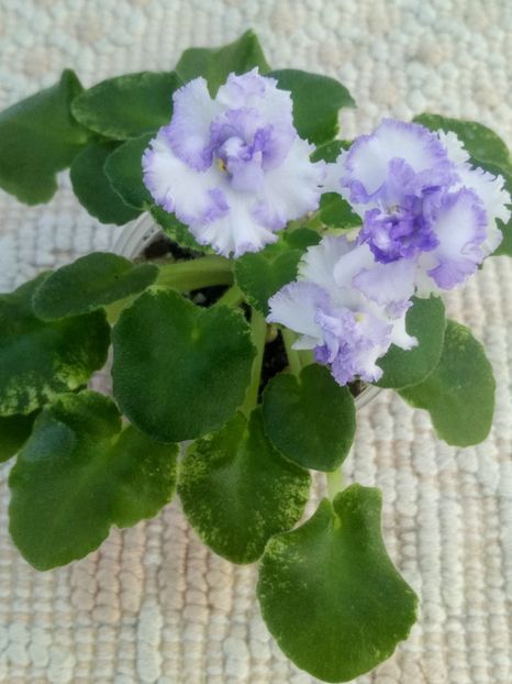 3 iul - LE Almaznaya Pyl