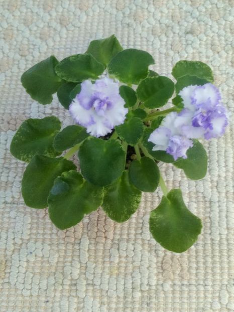 3 iul - LE Almaznaya Pyl