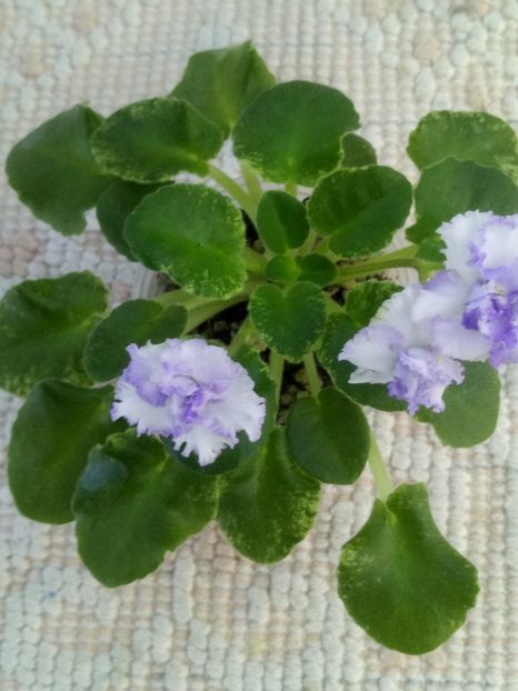 3 iul - LE Almaznaya Pyl