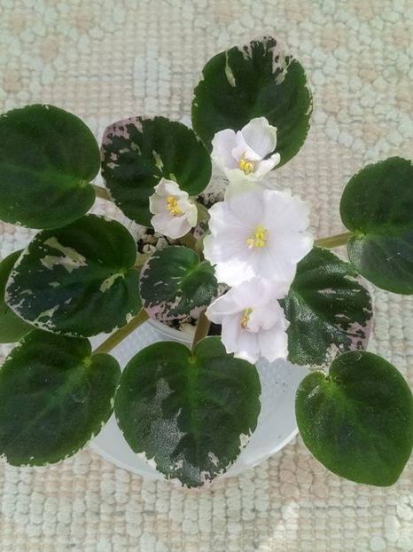 14 iul - LE Crystal Chime