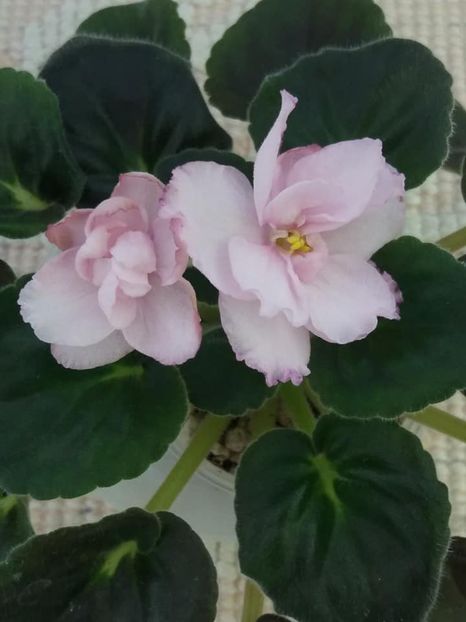 14 iul - RS Florencia