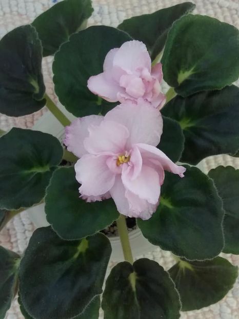 14 iul - RS Florencia