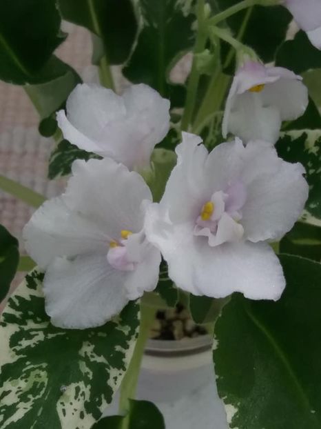 14 iul - Senk s Snowy Egret