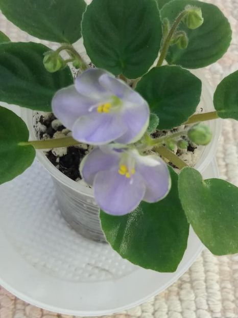 14 iul - LE Son Trava