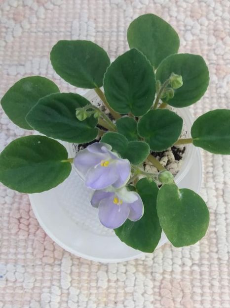 14 iul - LE Son Trava