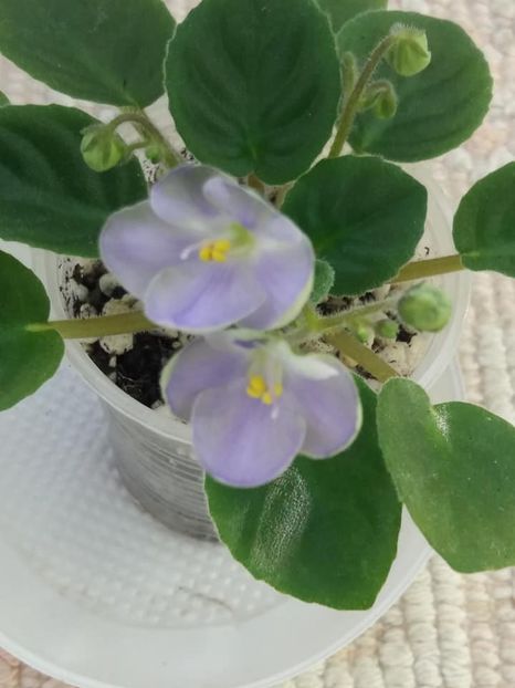 14 iul - LE Son Trava