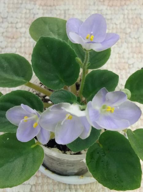 22 iul - LE Son Trava