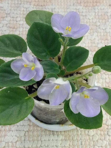 22 iul - LE Son Trava