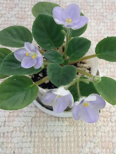 22 iul - LE Son Trava