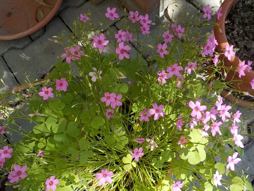  - oxalis rubra