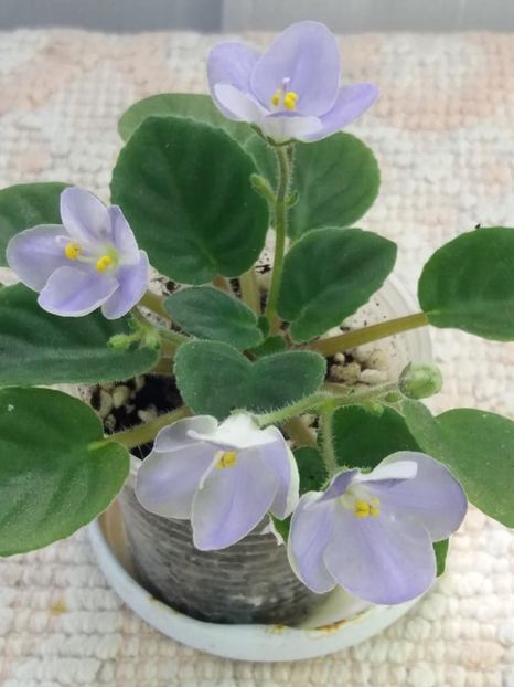 22 iul - LE Son Trava