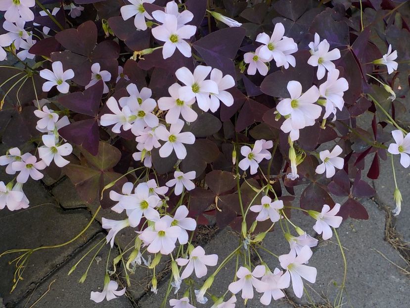  - oxalis triangularis