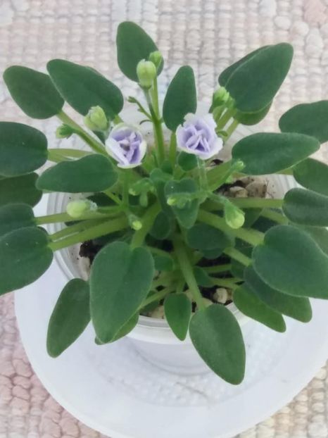 14 iul - LE Kroshka Smurf