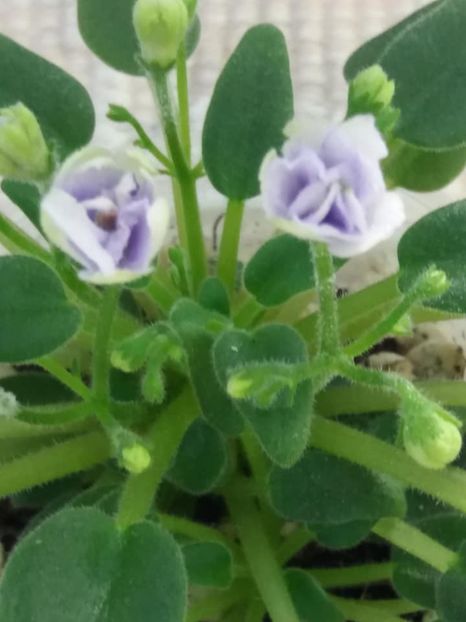 14 iul - LE Kroshka Smurf