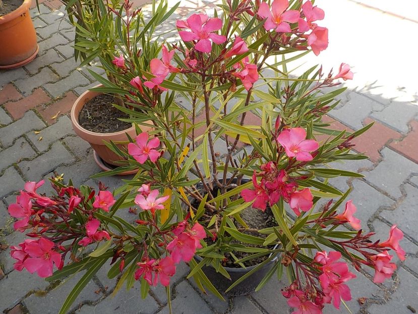  - papa gambeta nr 17