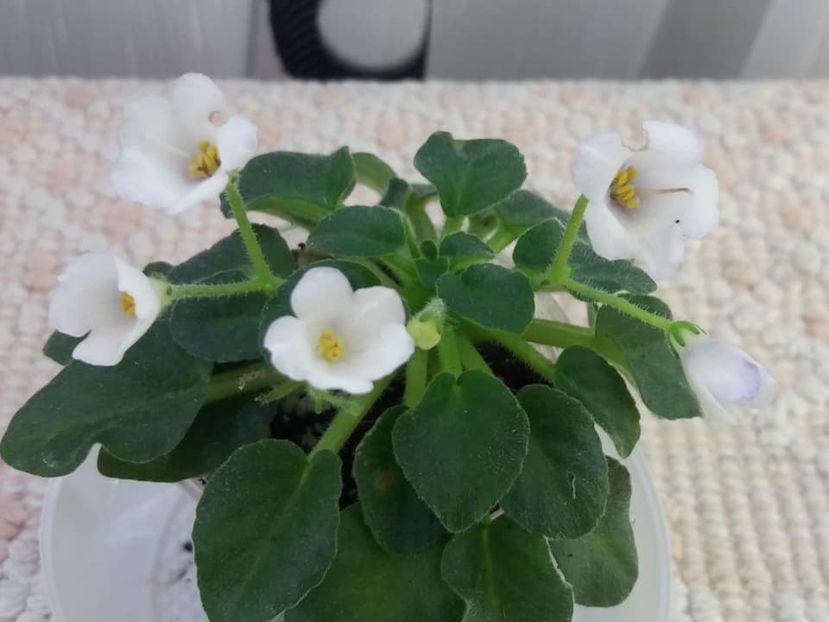 14 iul - Honeymoon Trail