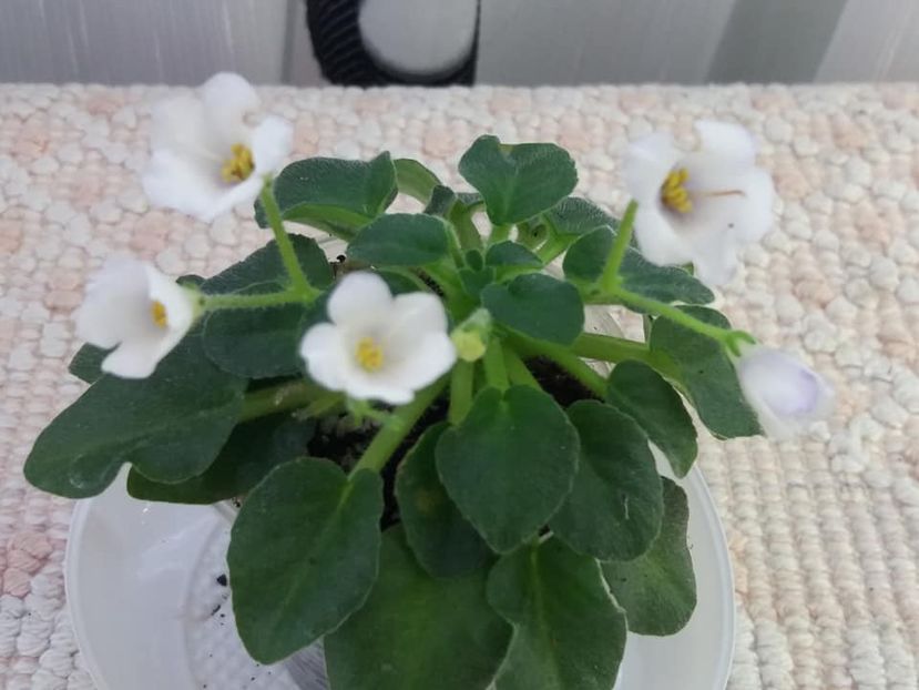 14 iul - Honeymoon Trail