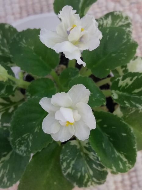 14 iul - Adirondack Moon