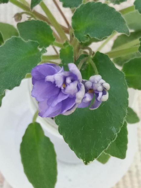 14 iul - LE Rio Grande