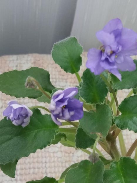 22 iul - LE Rio Grande