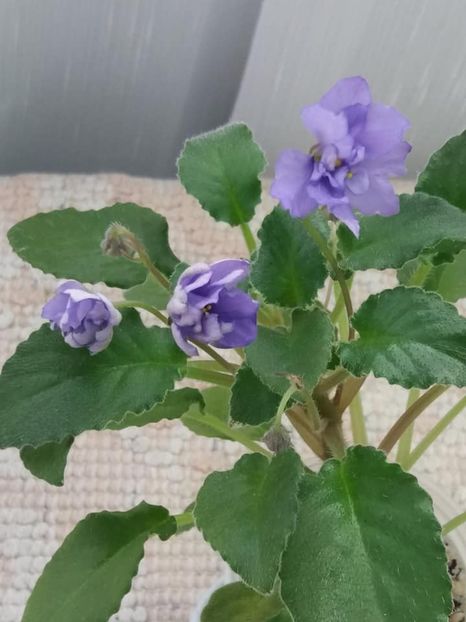 22 iul - LE Rio Grande