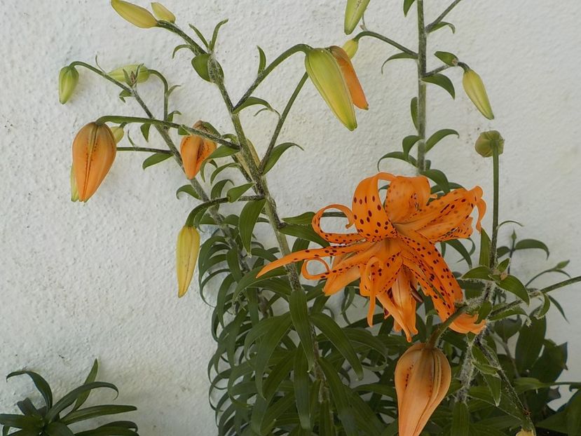  - lancifolium
