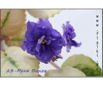 REKA VOLGA - A aaa VIOLETE
