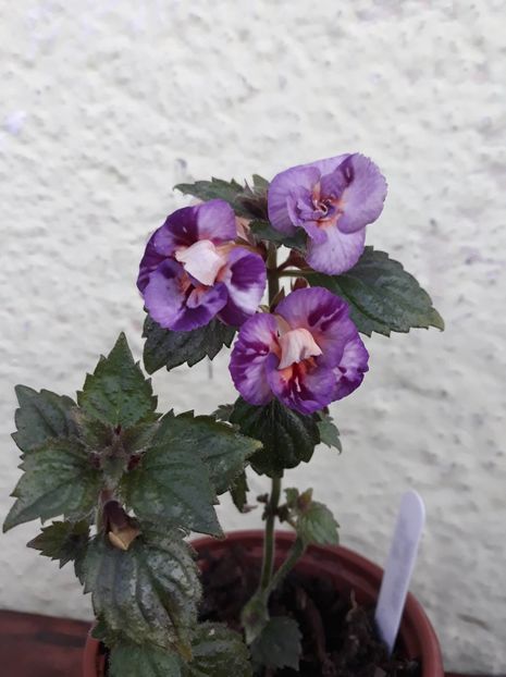  - 001 2021 - TROPICAL DUSK