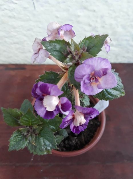  - 001 2021 - TROPICAL DUSK