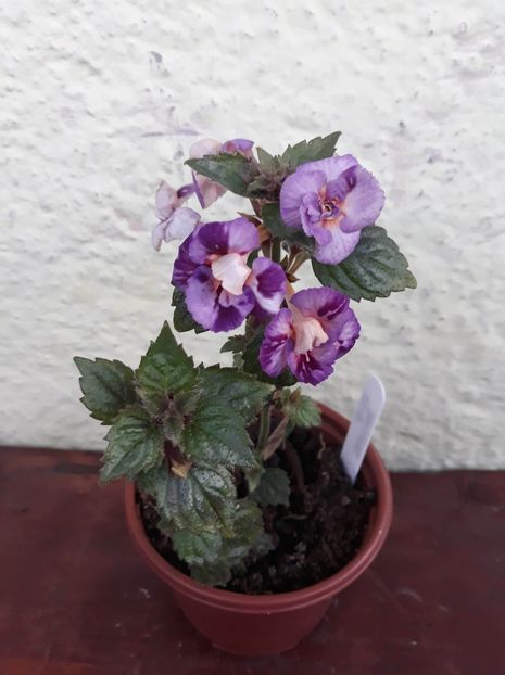  - 001 2021 - TROPICAL DUSK