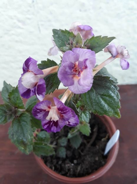  - 001 2021 - TROPICAL DUSK