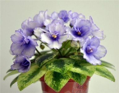 ROB S CHILLY WILLYa - A aaa VIOLETE