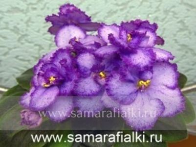ROB s HIPPITY HOP - A aaa VIOLETE