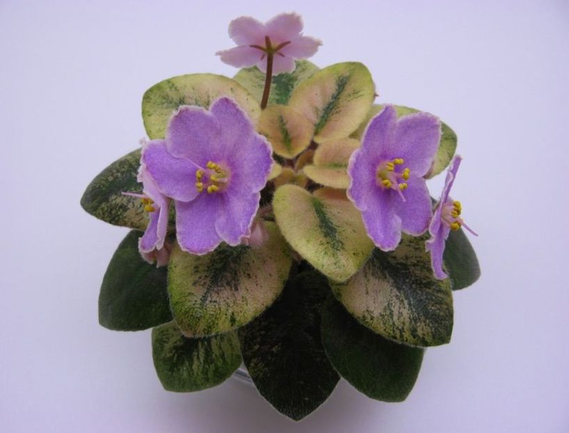 ROBs MELON WEDGE - A aaa VIOLETE