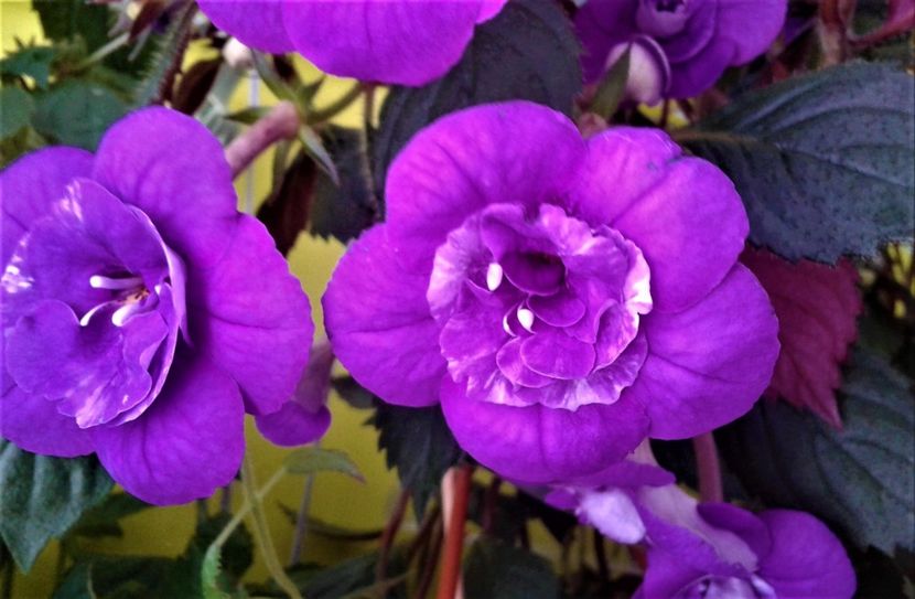  - 000013 ACHIMENES