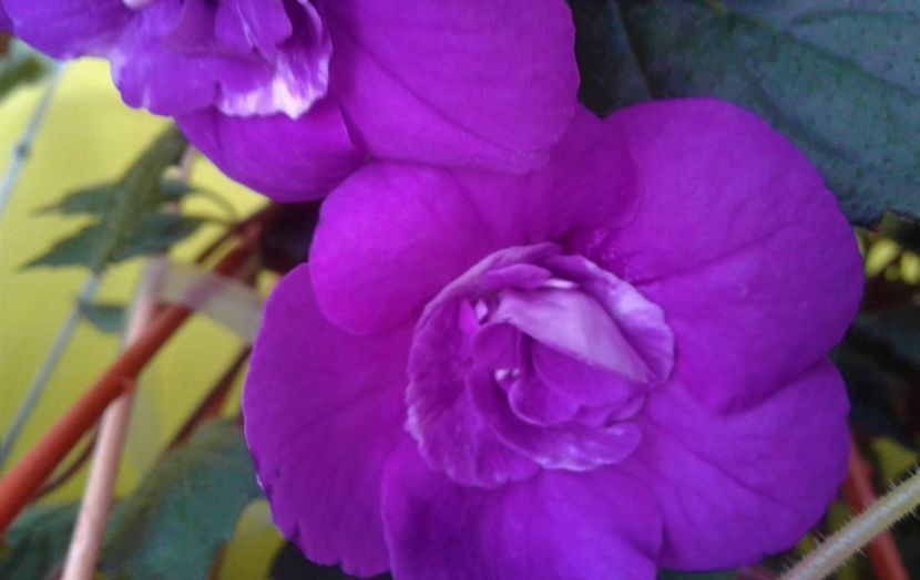  - 000013 ACHIMENES