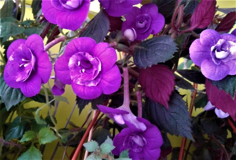  - 000013 ACHIMENES