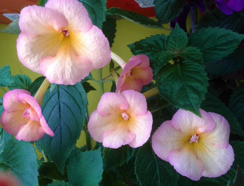  - 000012 ACHIMENES