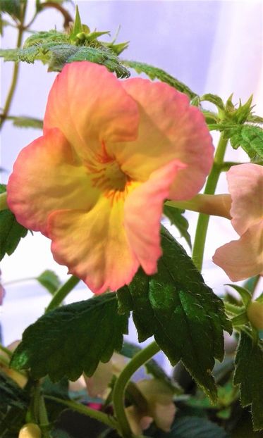  - colectia mea de achimenes 001 2020