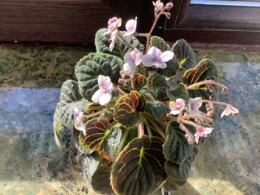 D27CFF34-6140-456C-B6C6-67ED04775F6C - Saintpaulia ionantha subsp velutina lite