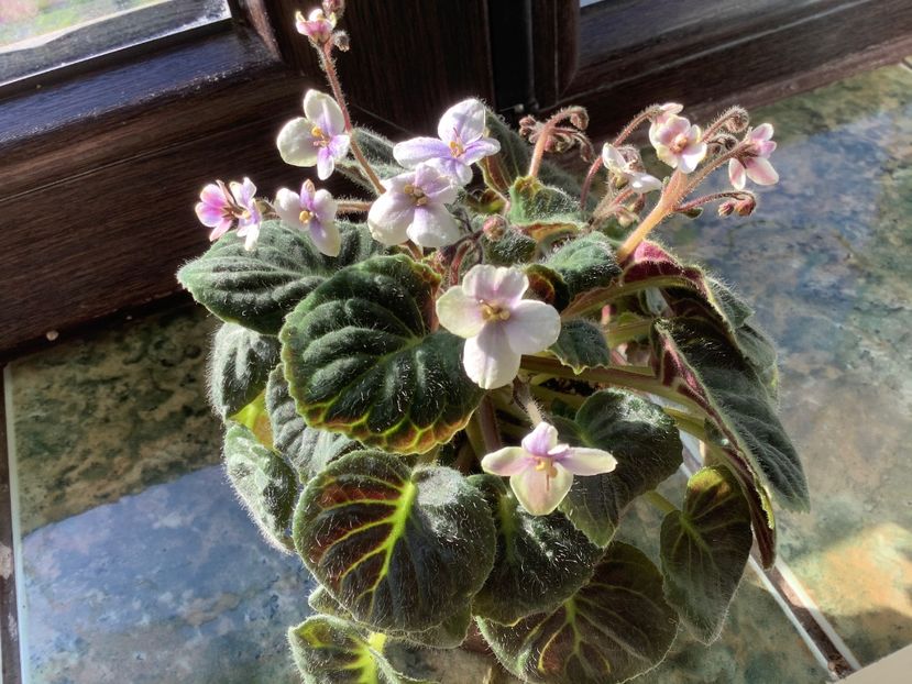 B94BC9CB-2E2B-4EF7-BF1D-7CC30C69A71E - Saintpaulia ionantha subsp velutina lite