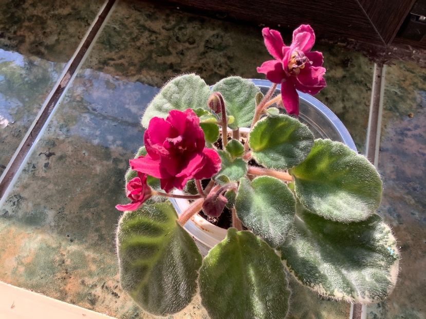 21C5ACE7-ADAF-47CA-ACEF-4DC283535BA3 - Pow Wow