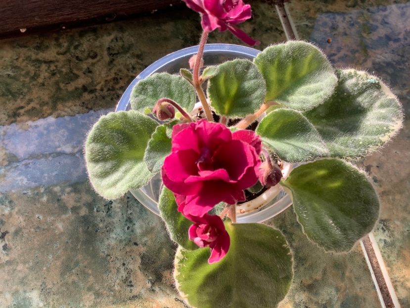 56345327-8AFE-4744-80F9-7E00DB203BF0 - Pow Wow