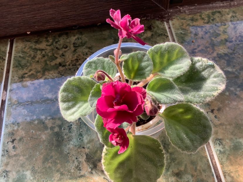 28E46ECA-4B85-4468-9AFD-CBE857A8F7DE - Pow Wow