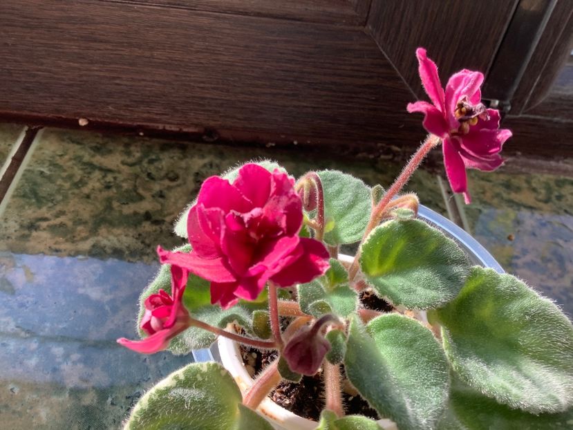 67D4D3D9-4677-4D32-B1D0-031BA80B9BA1 - Pow Wow