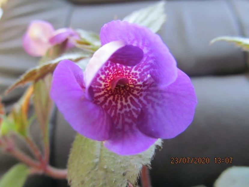 Poltgeister - Achimenes 2020