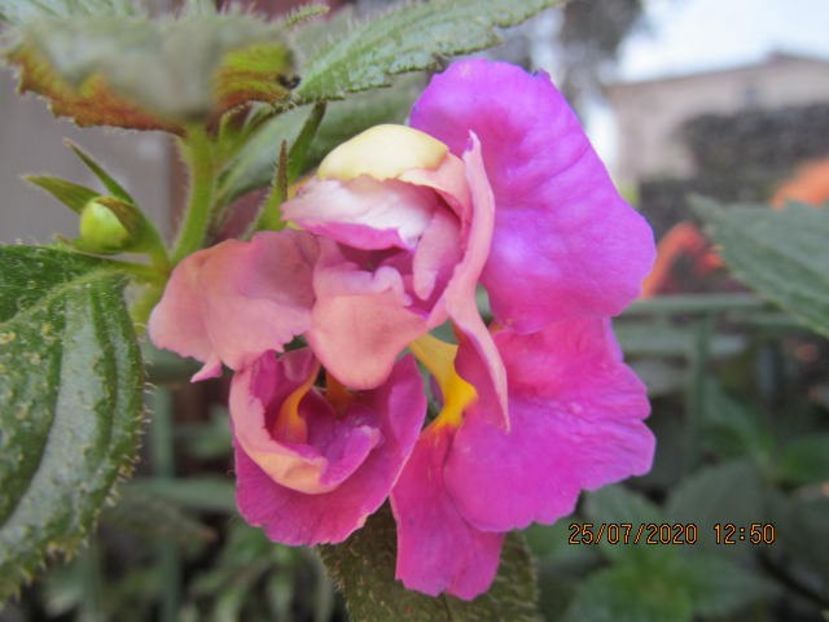 BriD's Wanda(mutant) - Achimenes 2020