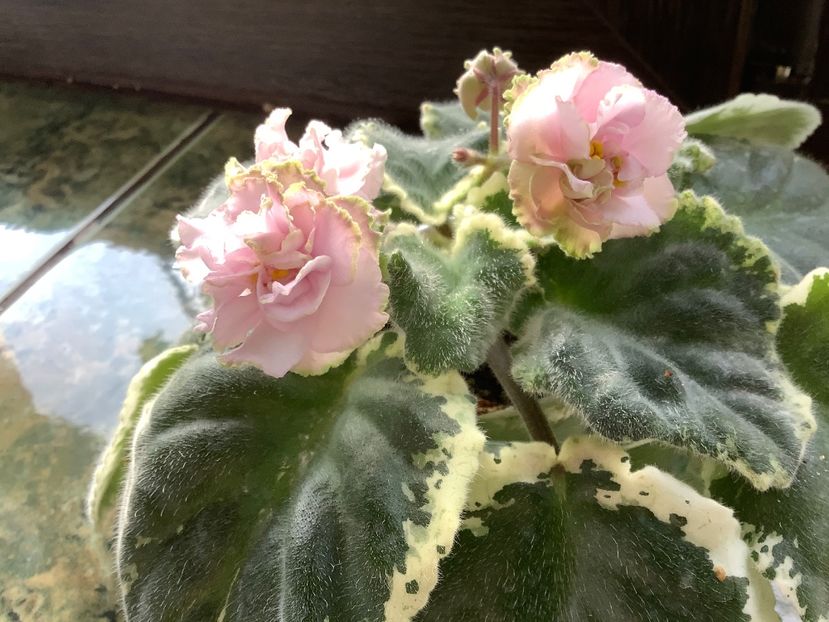 2B958644-9588-4176-9A21-F16CE9658A43 - Ma s Corsage