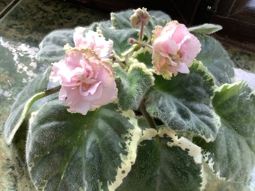 4061B256-F417-4C35-BBC5-DB1E47ACD8D9 - Ma s Corsage